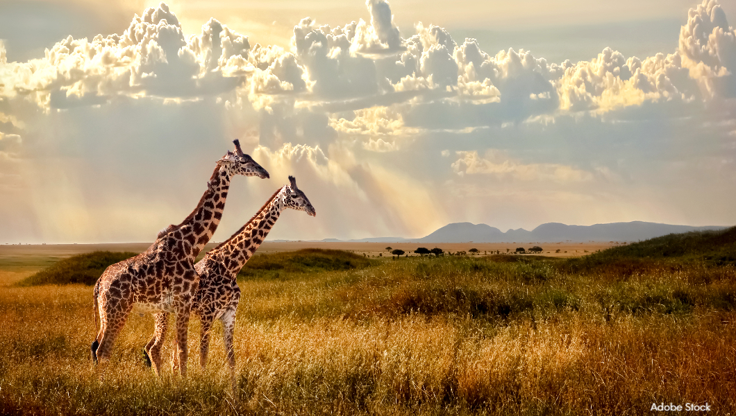 Giraffes-Adobestock